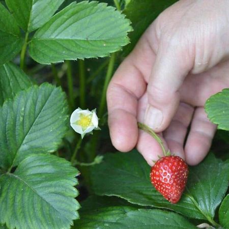 プラタリアSunny Gardenアパートメント エクステリア 写真